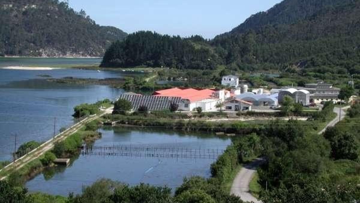 La empresa de acuicultura Tinamenor S.L. está ubicada en Pesúes (Val de San Vicente).
