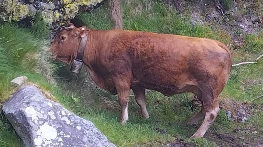 Vaca rescatada por el 112 en la subida a Sejos