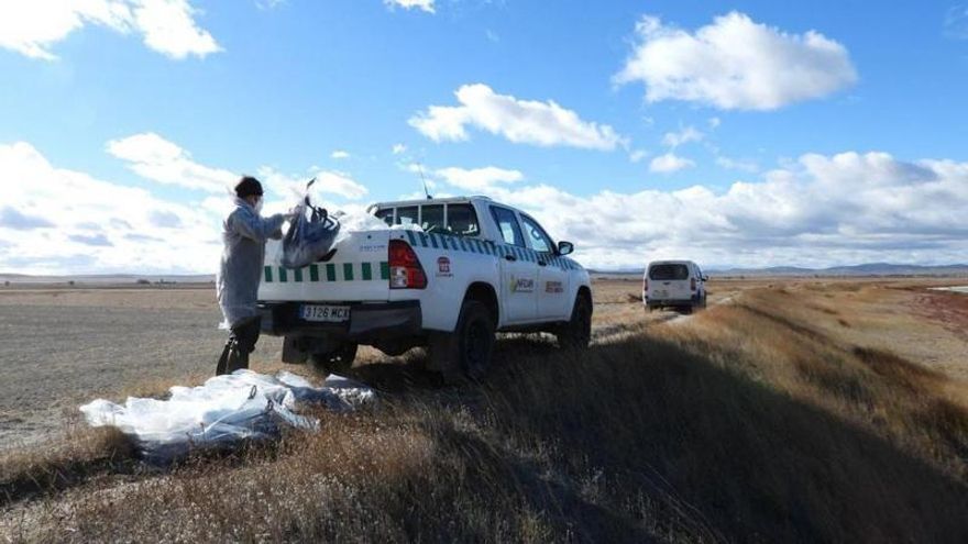 Confirmada la presencia de gripe aviar en aves silvestres en Aragón: localizadas más de 250 grullas muertas