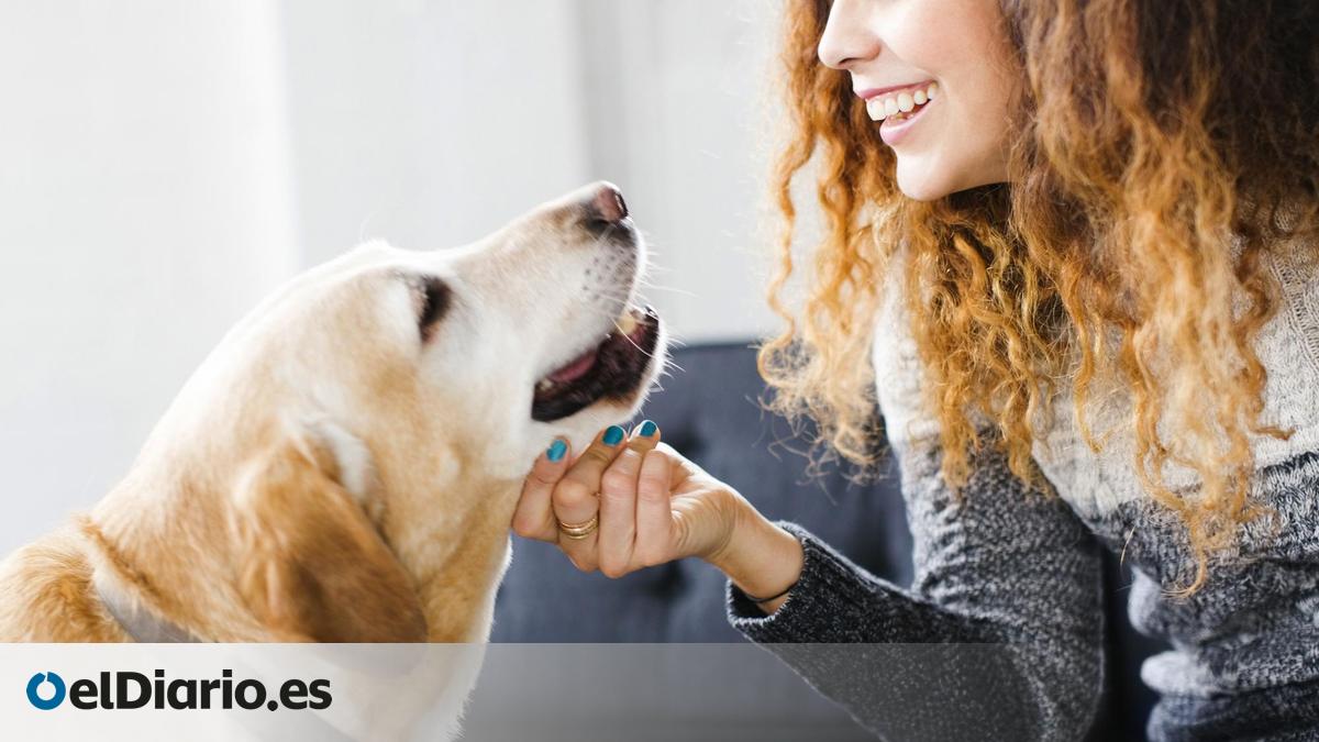 Hablar con tu perro puede mejorar su bienestar: los consejos de un