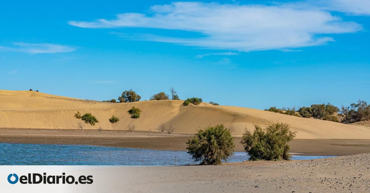 El Cabildo da luz verde al plan que ordenará y blindará los recursos naturales de las Dunas de Maspalomas