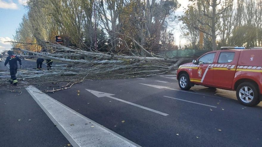 El fuerte viento provoca la caída de un árbol en la avenida Saenz de Miera de León