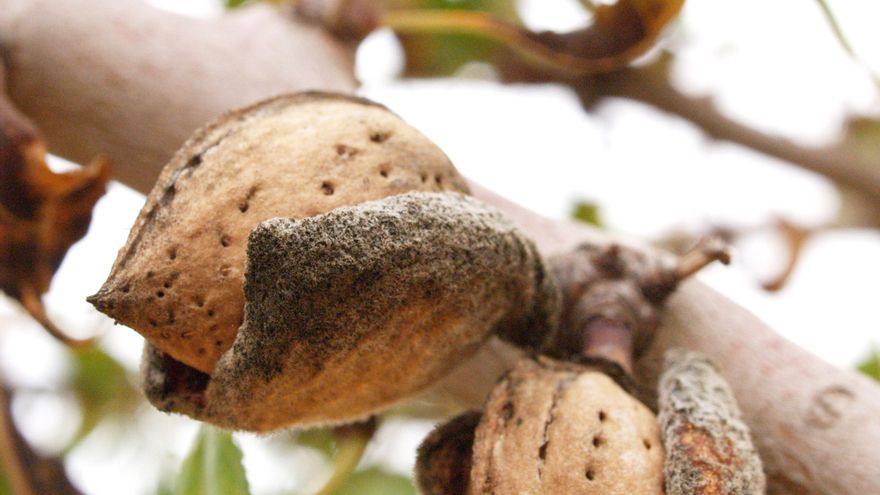 La cosecha de almendra en Castilla-La Mancha superará en un 94% la media de los últimos años