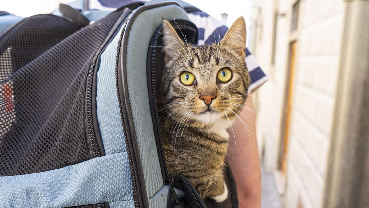 Un gato viajando en su mochila.