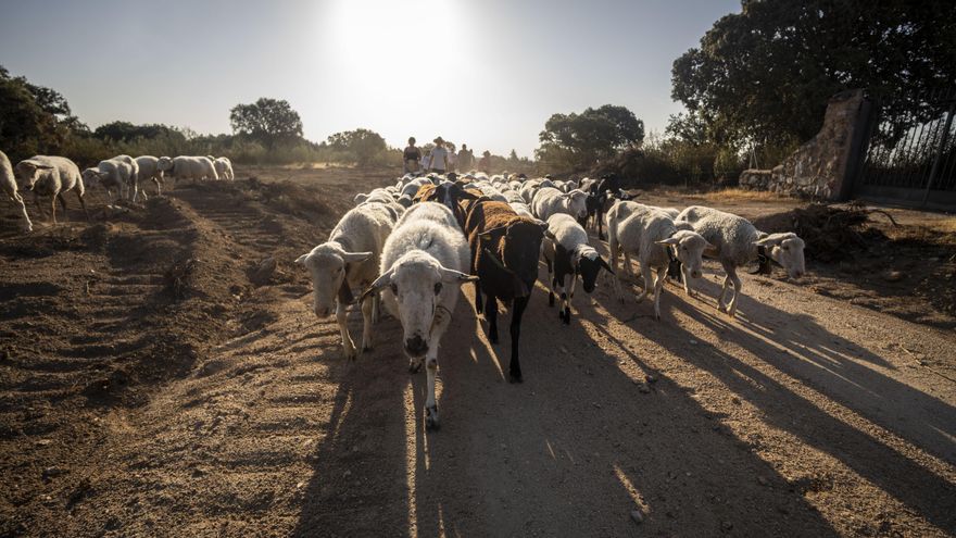 Las ovejas de Elsa sobre las marcas de los trabajos de los bulldozers durante la trashumancia tras los incendios
