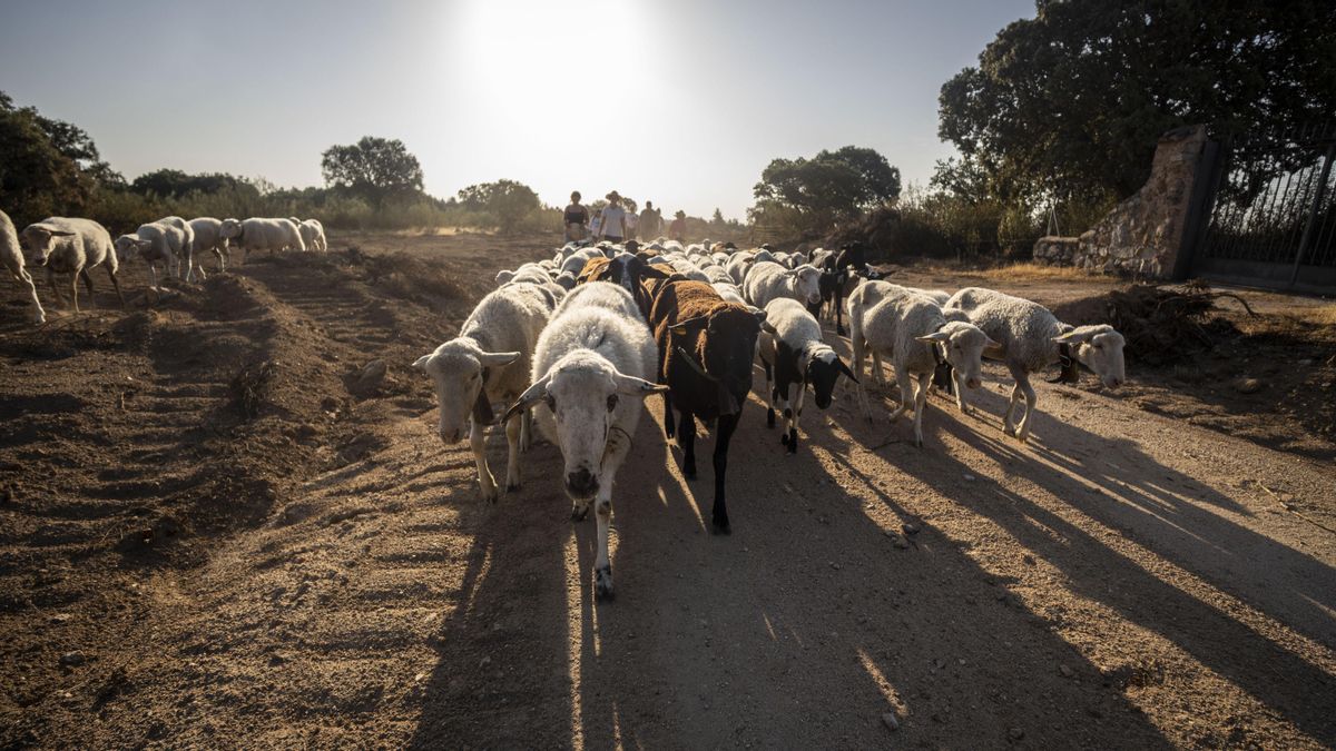 Las ovejas de Elsa sobre las marcas de los trabajos de los bulldozers durante la trashumancia tras los incendios
