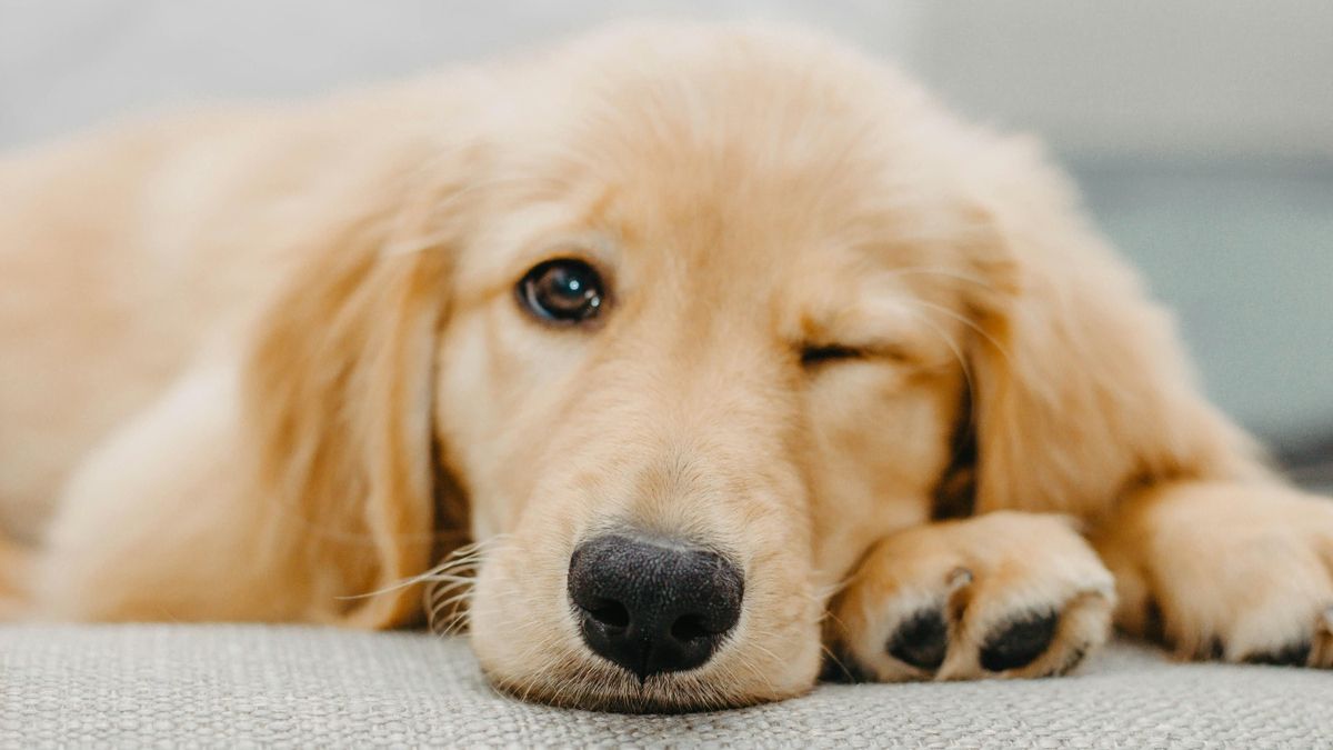 De cómo mueve la cola a la 'cara de culpa': cómo interpretar los gestos de un perro, según una educadora canina
