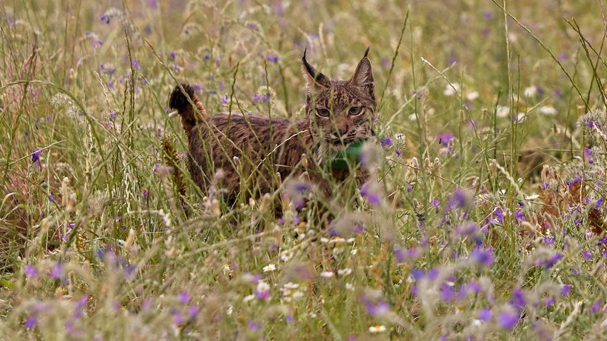 Esperanza o el resurgir del lince ibérico
