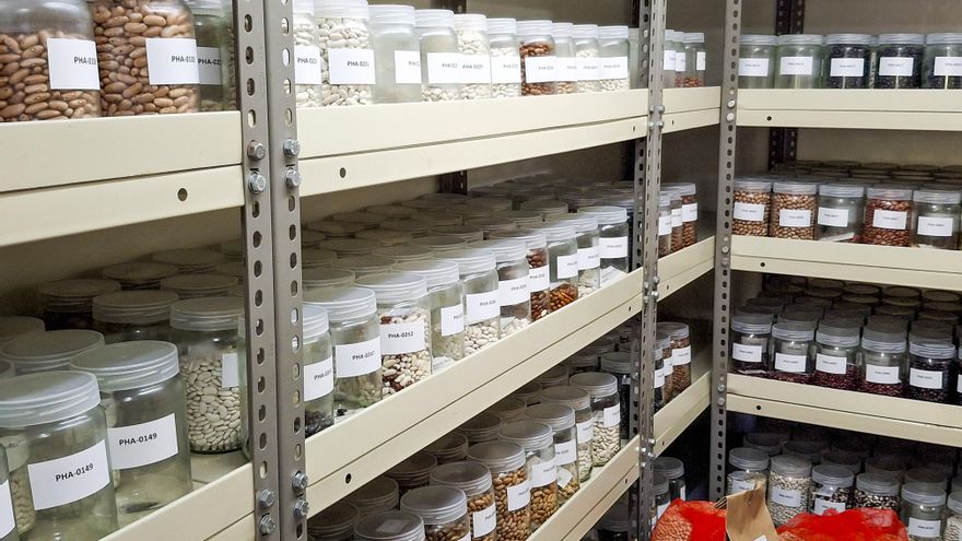 Del laboratorio al campo: Galicia recupera sus cultivos autóctonos