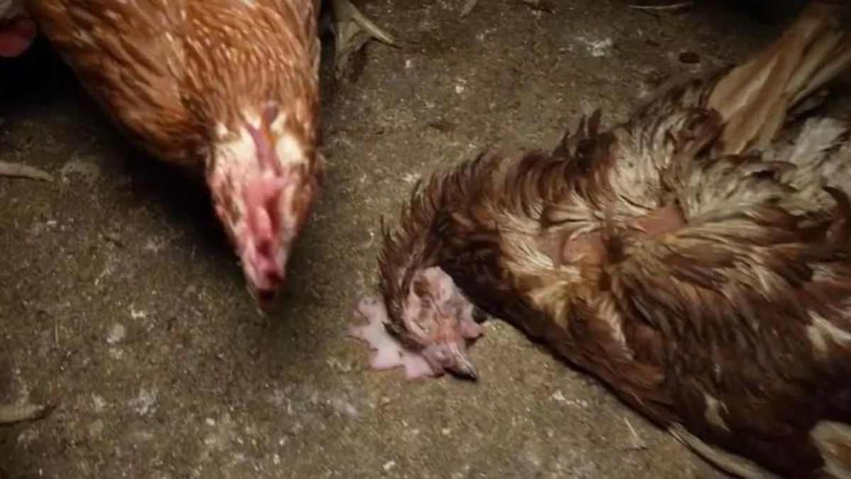 Una de las gallinas muertas en la granja. Fotografía de finales de abril difundida por las asociaciones animalistas