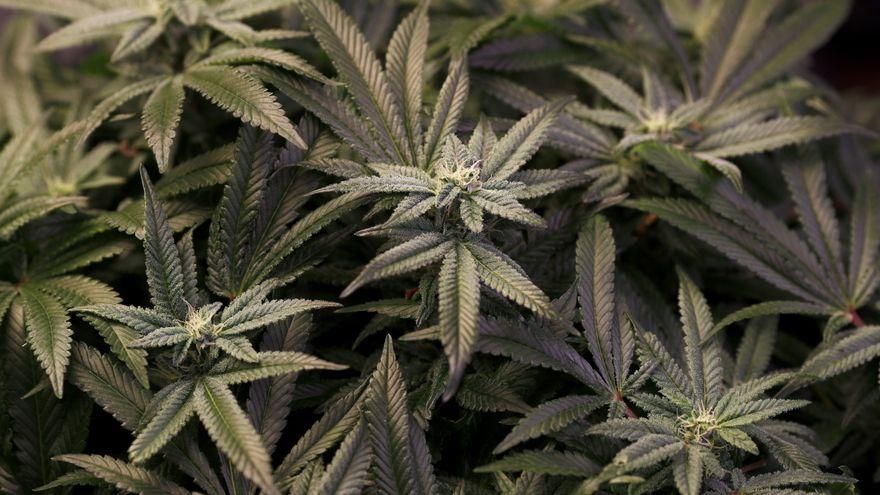 Argentina será sede del II Congreso Internacional de Cannabis y Cáñamo