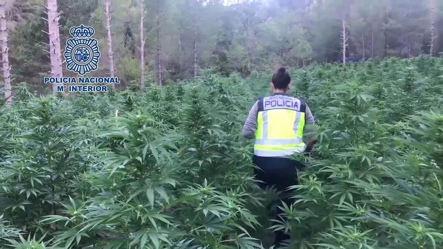 España, gran invernadero de marihuana: más de 25 toneladas y 3.695 detenidos