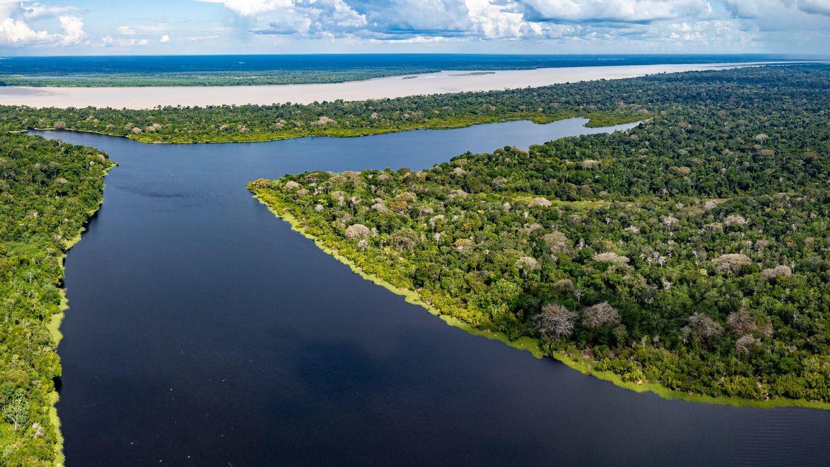 Una farmacia natural de 215.000 millones podría seguir oculta en el Amazonas mientras la deforestación amenaza las especies que guardan sus compuestos