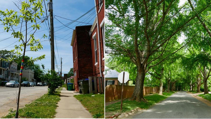 Los barrios ricos tienen más árboles: miles de vecinos en Estados Unidos se han puesto a plantar