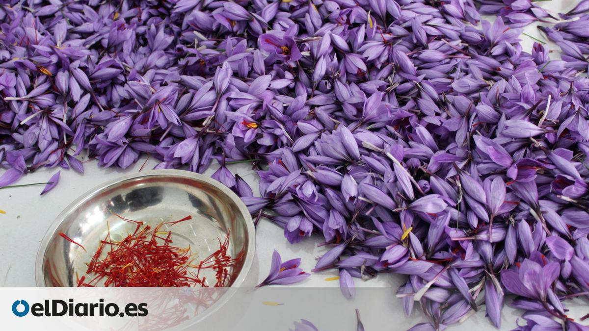 Este es el ingrediente real que le da el toque amarillo original a la paella: nace de una flor en La Mancha