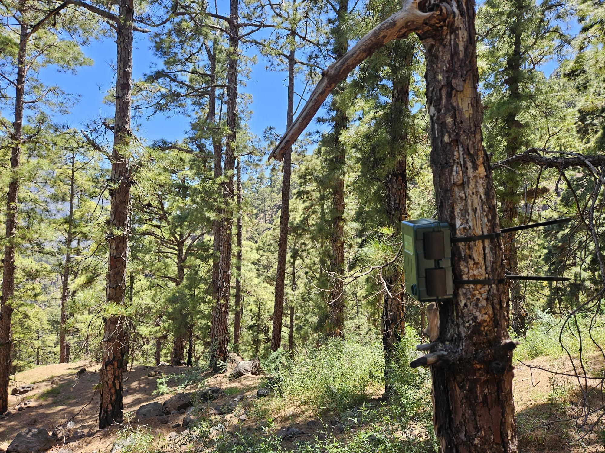 Uno de los 12 sensores  de audio instalados en el Parque Nacional de la Caldera de Taburiente.
