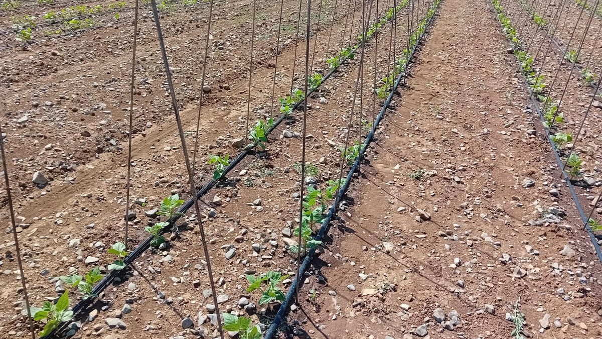 Plantas de alubia cuco fino en Torrecilla en Cameros