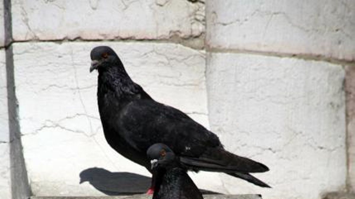 Imagen de archivo de palomas.