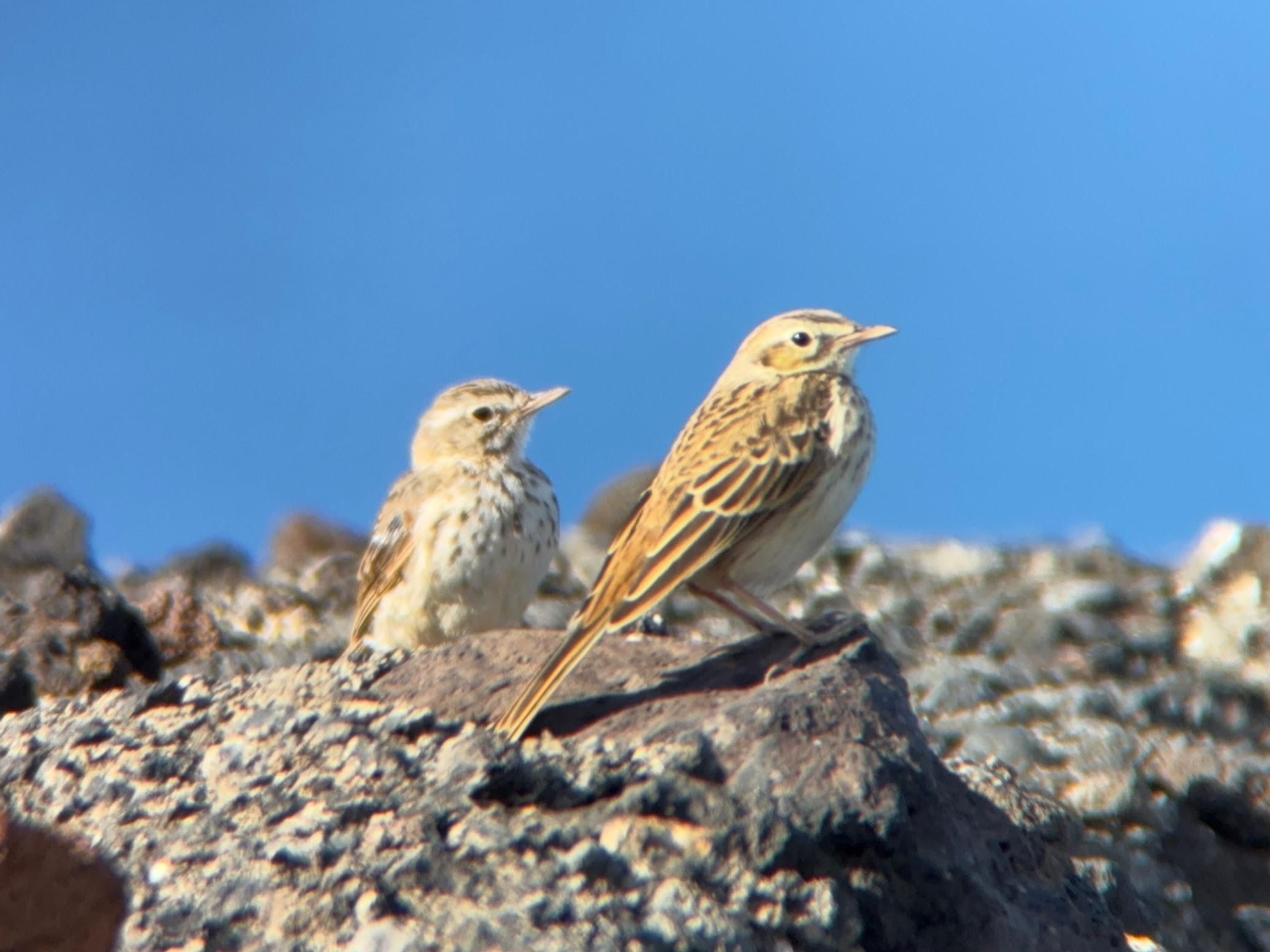 Bisbita caminero (Anthus berthelotii berthelotii). Es un endemismo macaronésico presente en Canarias. ULRICH GÖTZ ROTH