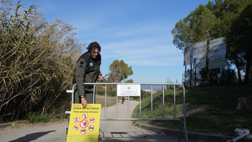 La peste porcina se extiende en Barcelona al detectarse por primera vez dos casos fuera de la zona cero