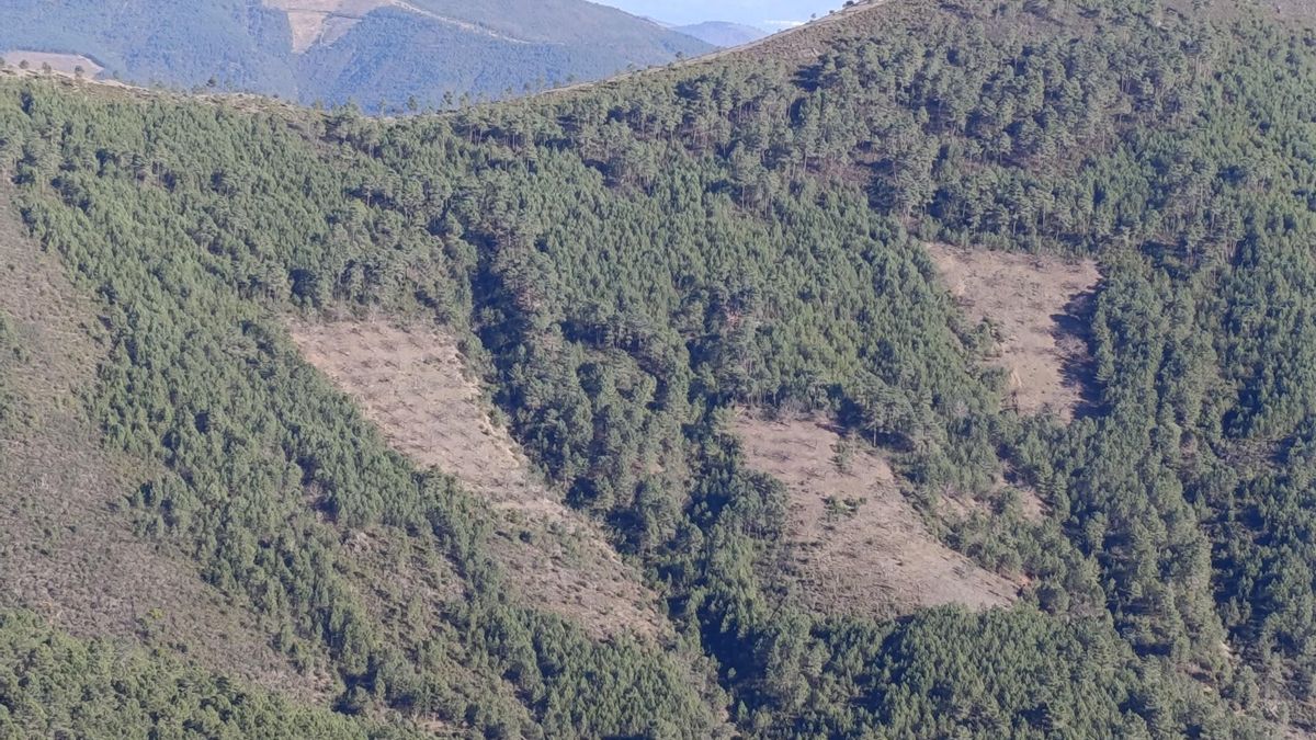 Una manera eficaz de evitar la propagación de incendios con efectos catastróficos, sería recuperar usos que rompan la continuidad de la vegetación arbórea y recuperen en lo posible la diversidad de usos. Algunos cultivos de olivar, almendros o cerezos pretenden cumplir esta función.