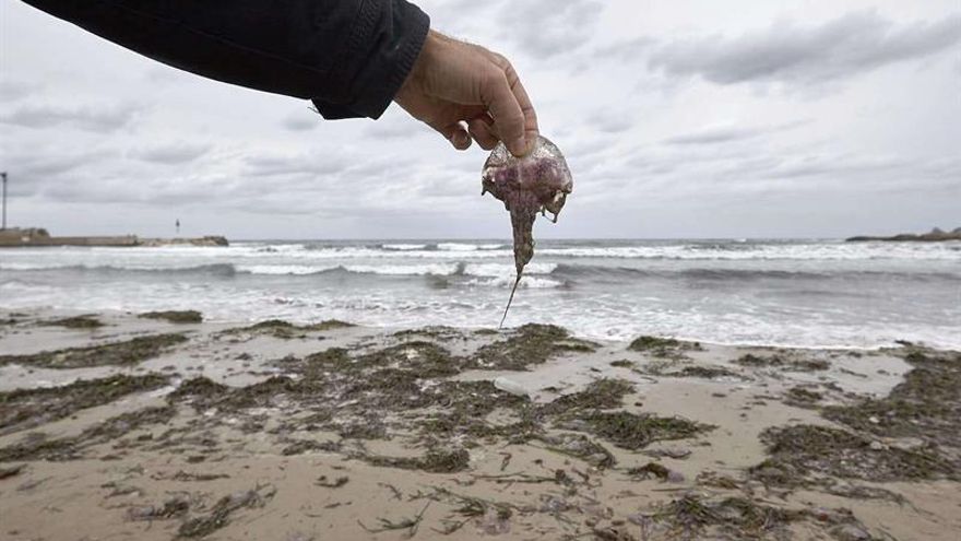 El temporal arrastra miles de medusas a la playa del Arenal de Xàbia