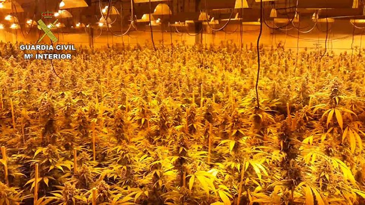 Absuelven por falta de pruebas los detenidos en la plantación de marihuana más grande desmantelada hasta 2019