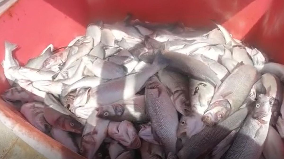 Cruce de acusaciones entre Greenpeace y Aquanaria: la empresa desmiente la masiva muerte de peces procedentes de granjas marinas