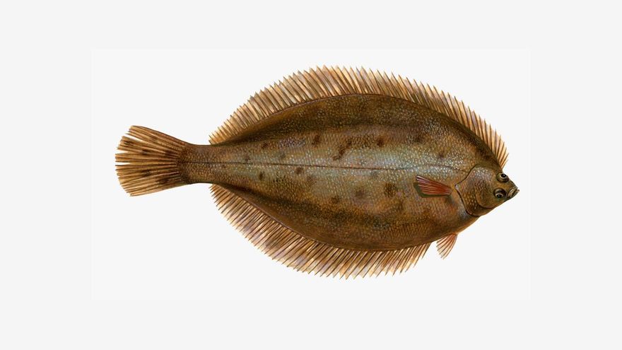 De la familia de los lenguados, este pez un tanto desconocido intenta ocultar sus manchas naranjas para camuflarse