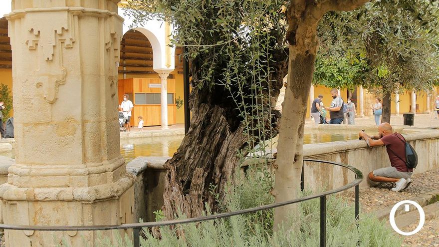 El olivo junto a la fuente barroca