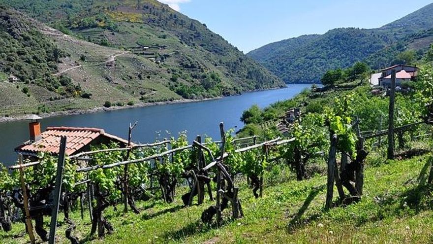Cinco denominaciones de origen de vinos gallegos que van más allá del albariño