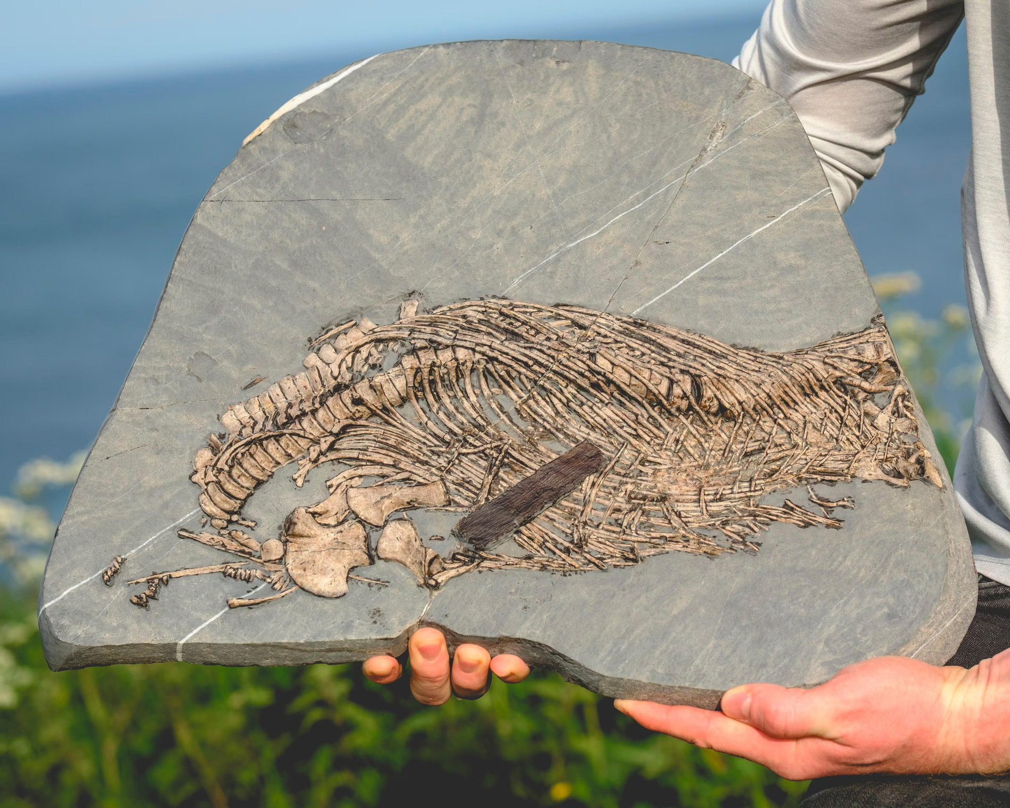 Fósil del dragón marino de Matthew Myerscough