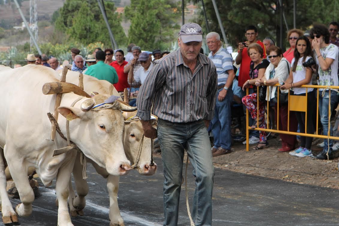 La XXIV edición de la Feria Insular de Ganado Autóctono se ha celebrado en la zona conocida por la Cruz del Vendava.