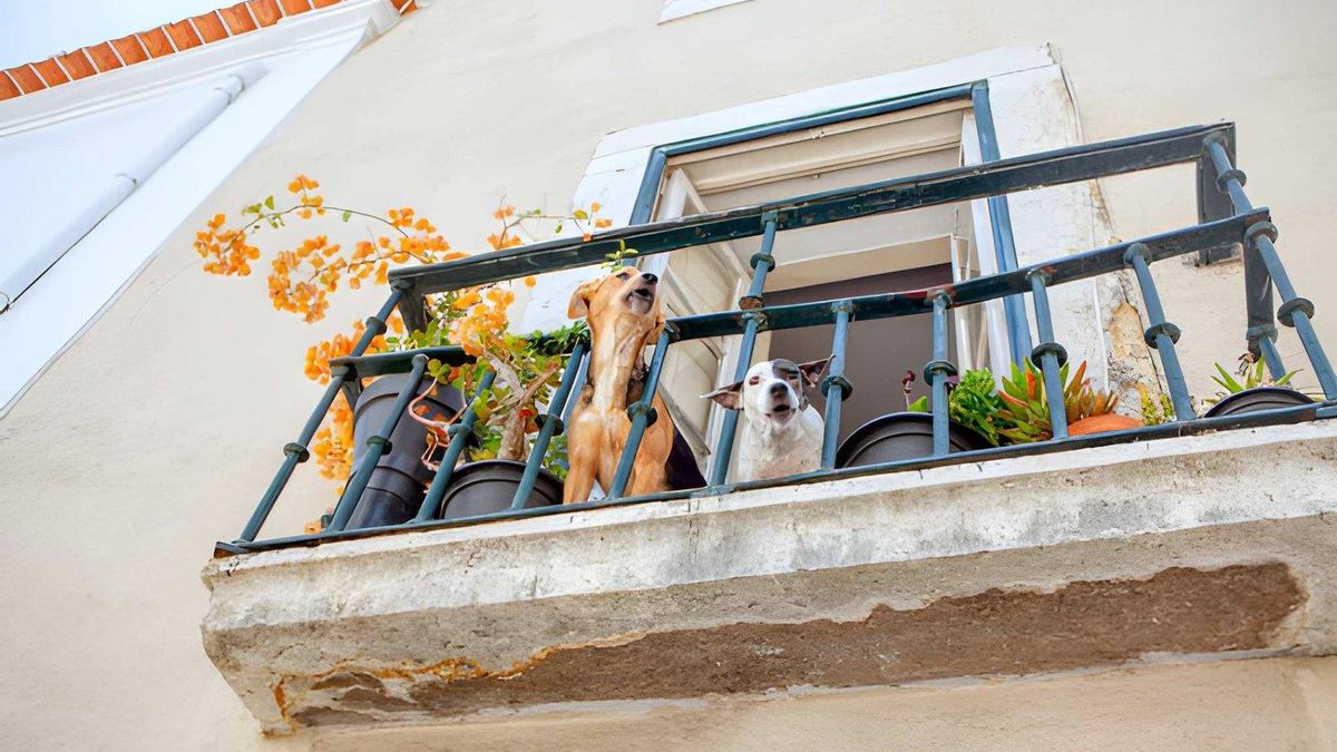 La legislación limita el tiempo que los perros pueden estar sin supervisión