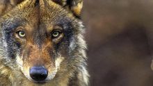 Conservar una especie "emblemática" que desaparece, objetivo del Voluntariado Nacional para el Censo del Lobo Ibérico
