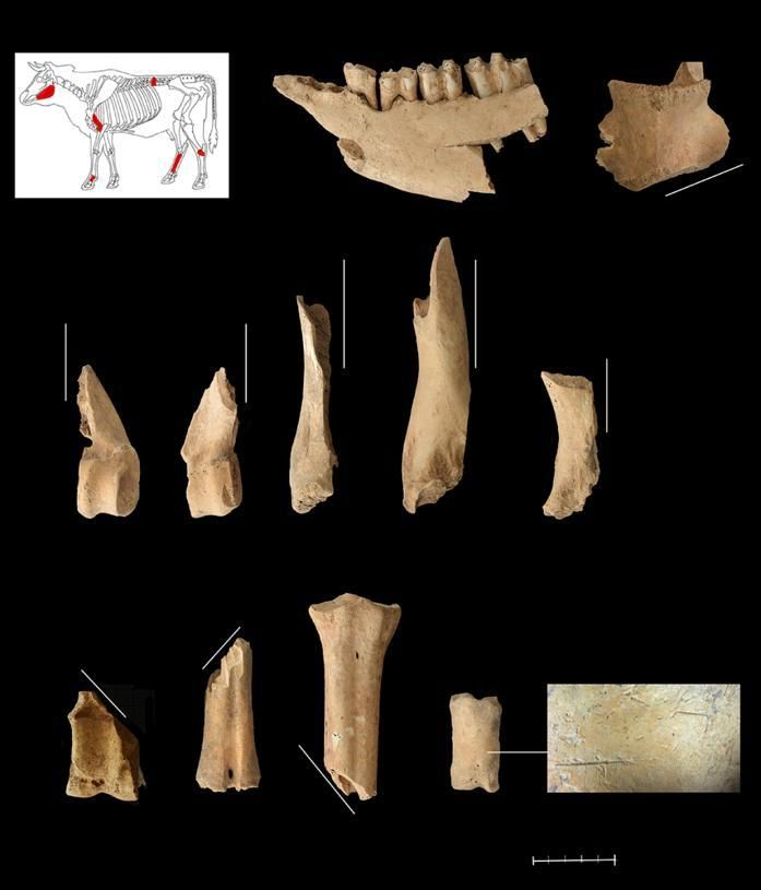 Restos tafonómicos en bóvidos
