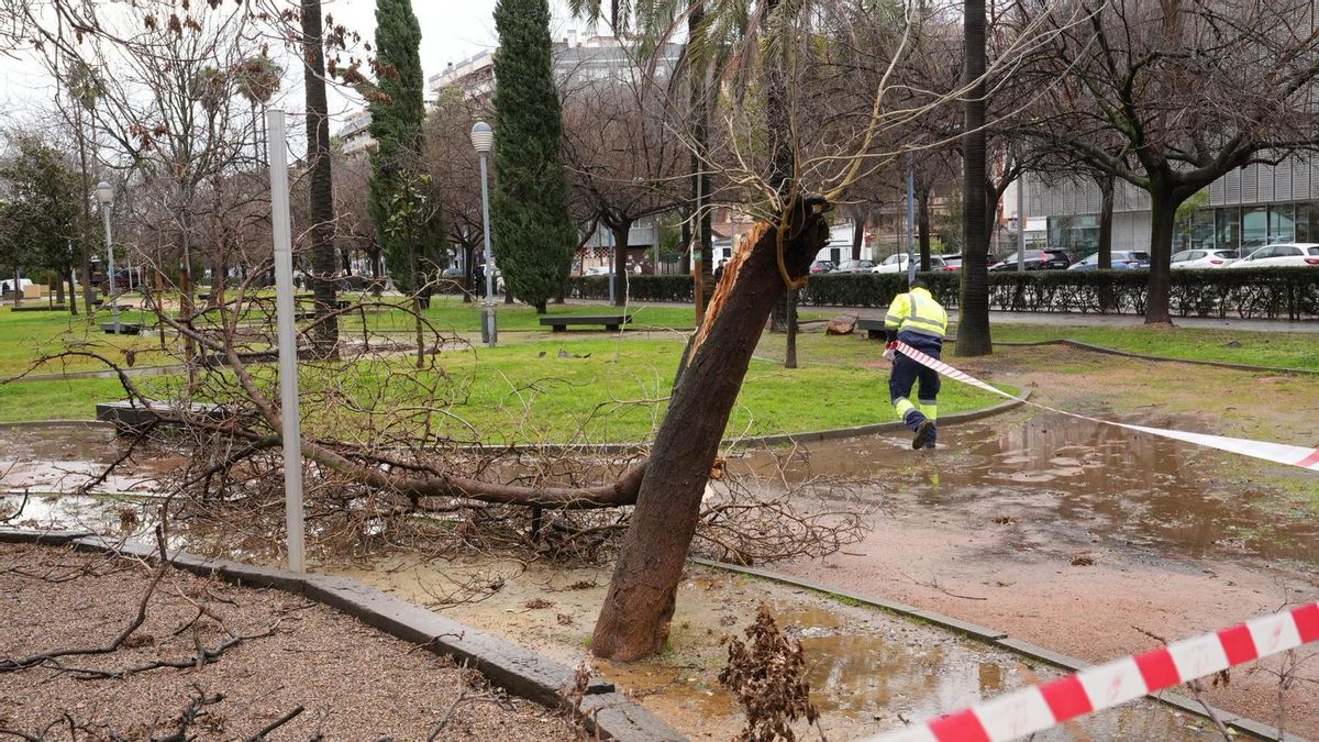 Árboles y ramas caídas tras el paso por Córdoba de la borrasca Kristin