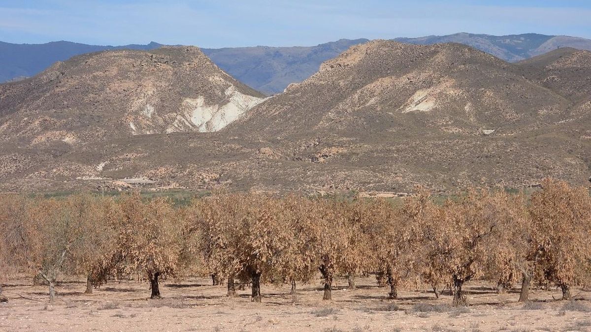 Desertificación: entre la confusión conceptual y la urgencia ambiental