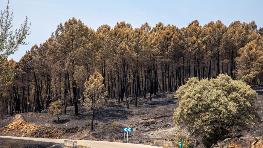 Bellido alerta del crecimiento de perfiles falsos dedicados a "mentir y difamar" sobre los incendios en redes sociales