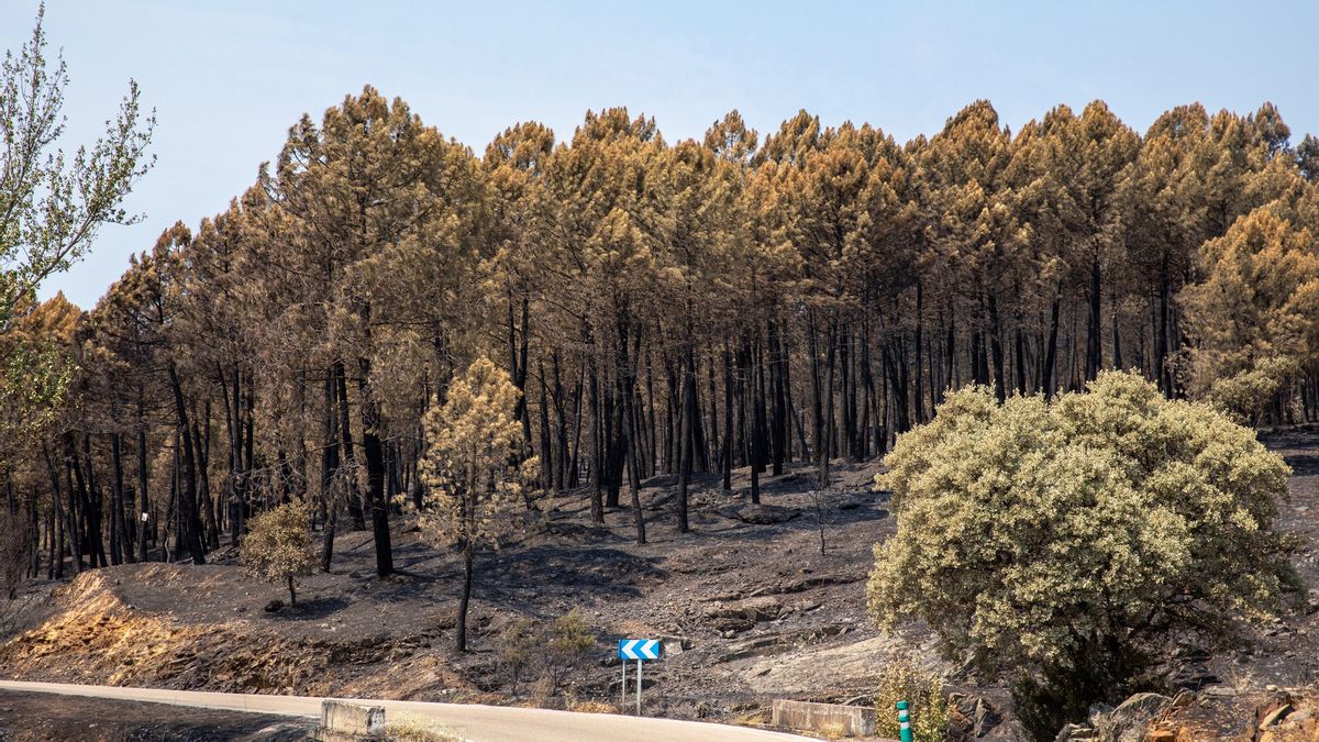 Bellido alerta del crecimiento de perfiles falsos dedicados a "mentir, difamar y complicar" sobre los incendios en redes