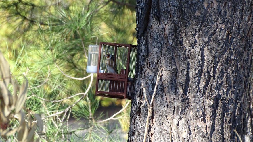 Avistados cazadores furtivos de jilgueros en el Parque Rodríguez Sahagún