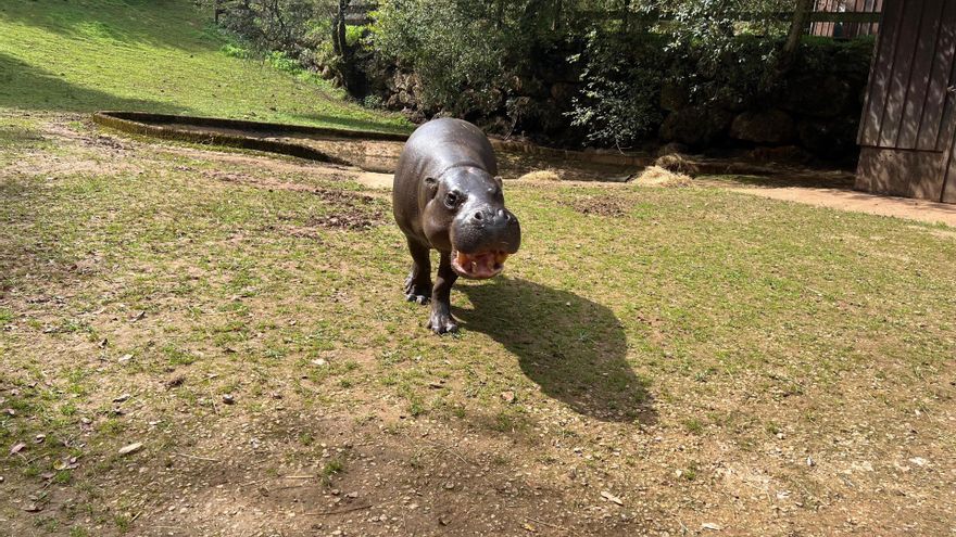 El hipopótamo pigmeo llegado a Cabárceno desde el Zoológico de Basilea