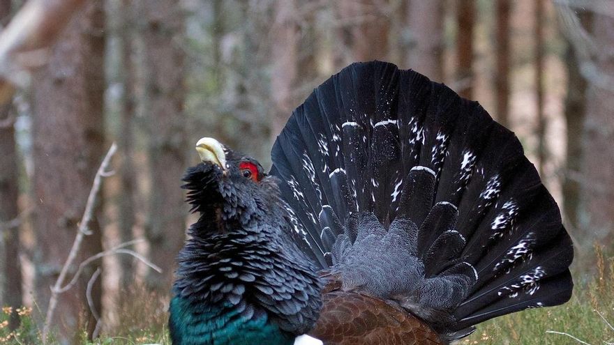 El urogallo cantábrico, en peligro de extinción, necesita un rescate genético para tener una oportunidad, según el CSIC