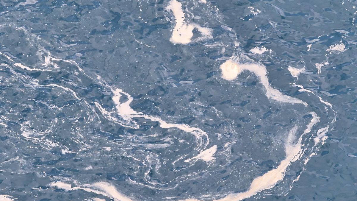 Vuelven a aparecer nuevas manchas de residuos en la costa de Telde y peces muertos en las jaulas marinas