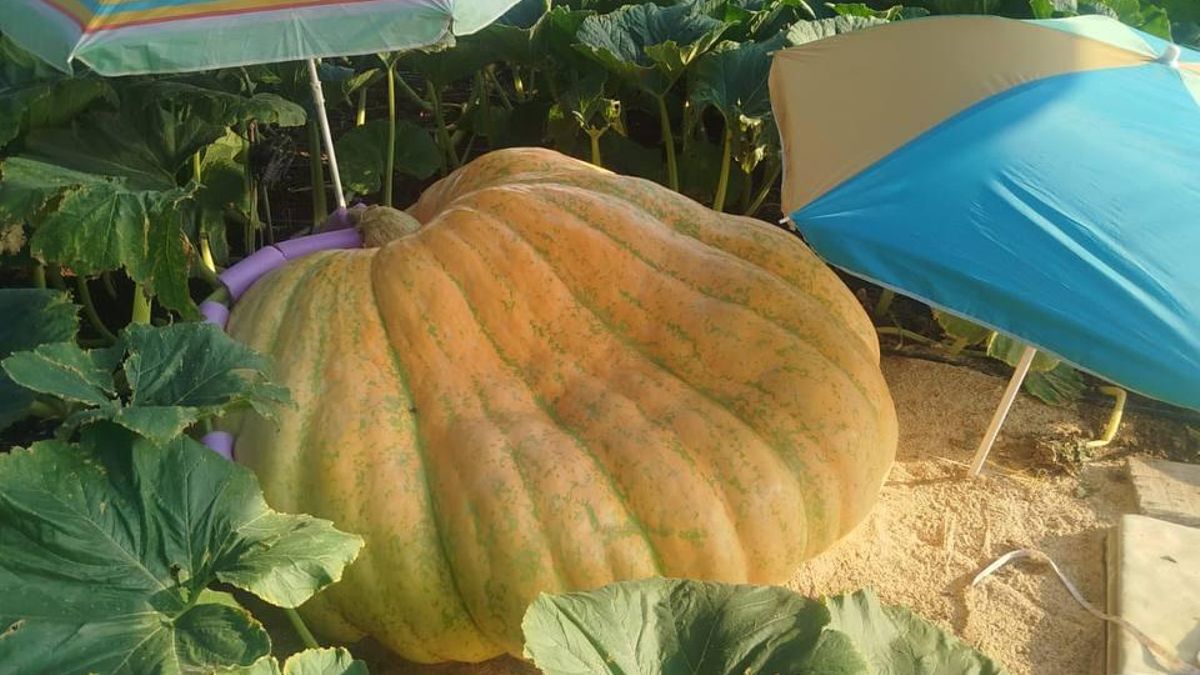 'Antonia', la calabaza que podría llegar a los 500 kilos y romper récords en un pueblo de Guadalajara