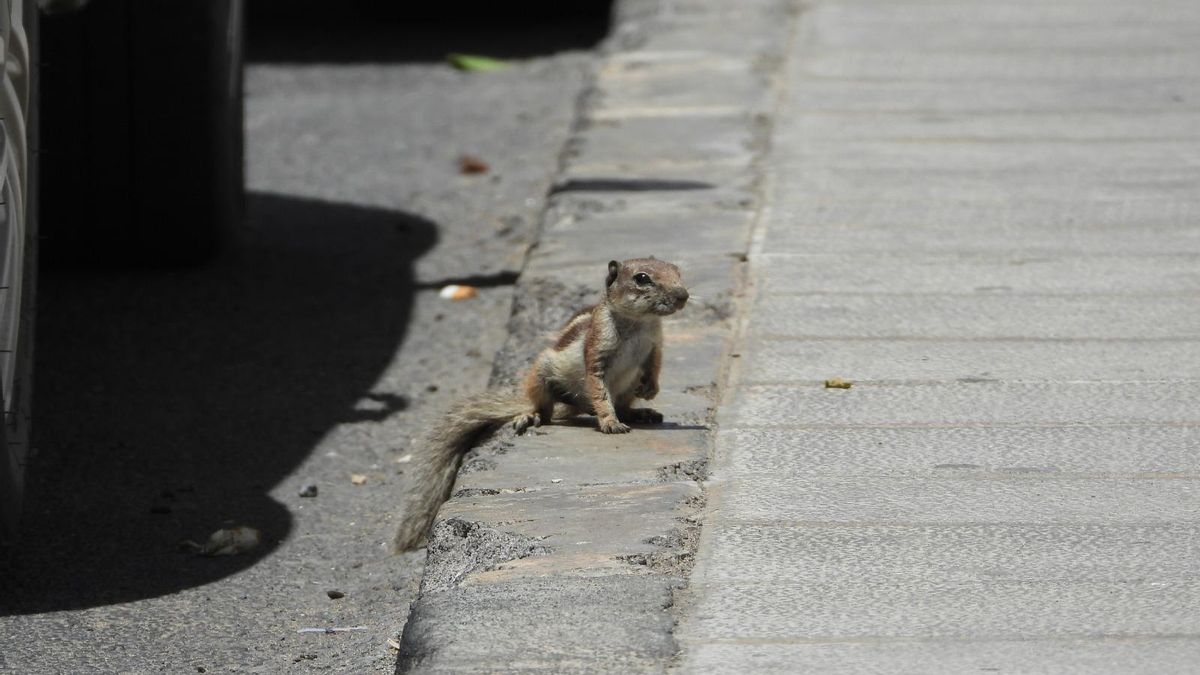 Capturada en Lanzarote una ardilla moruna que llegó como 'polizón' en un coche de alquiler