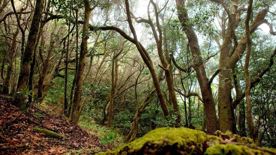 El Parque Nacional de Garajonay.