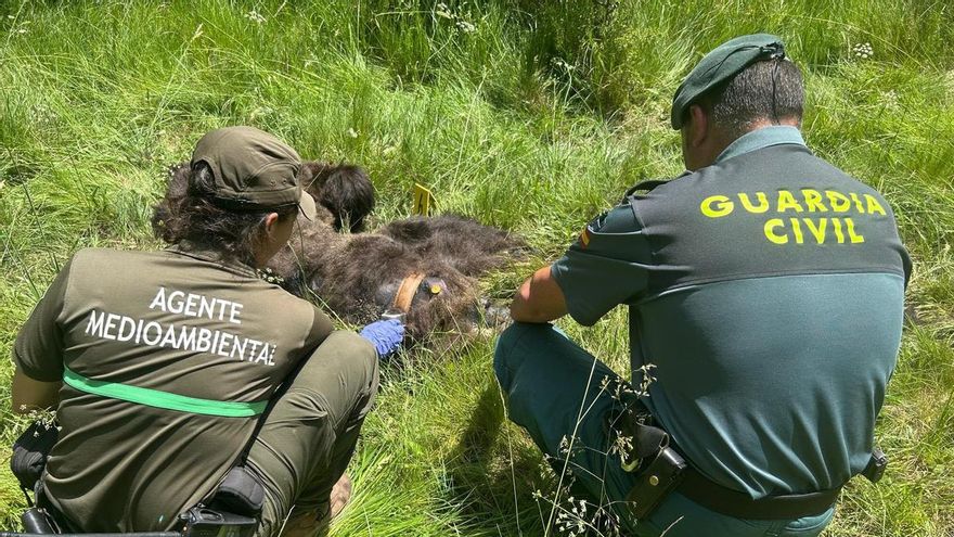 Localizan muerto un oso pardo que estaba radiomarcado desde el año pasado en la Montaña Palentina