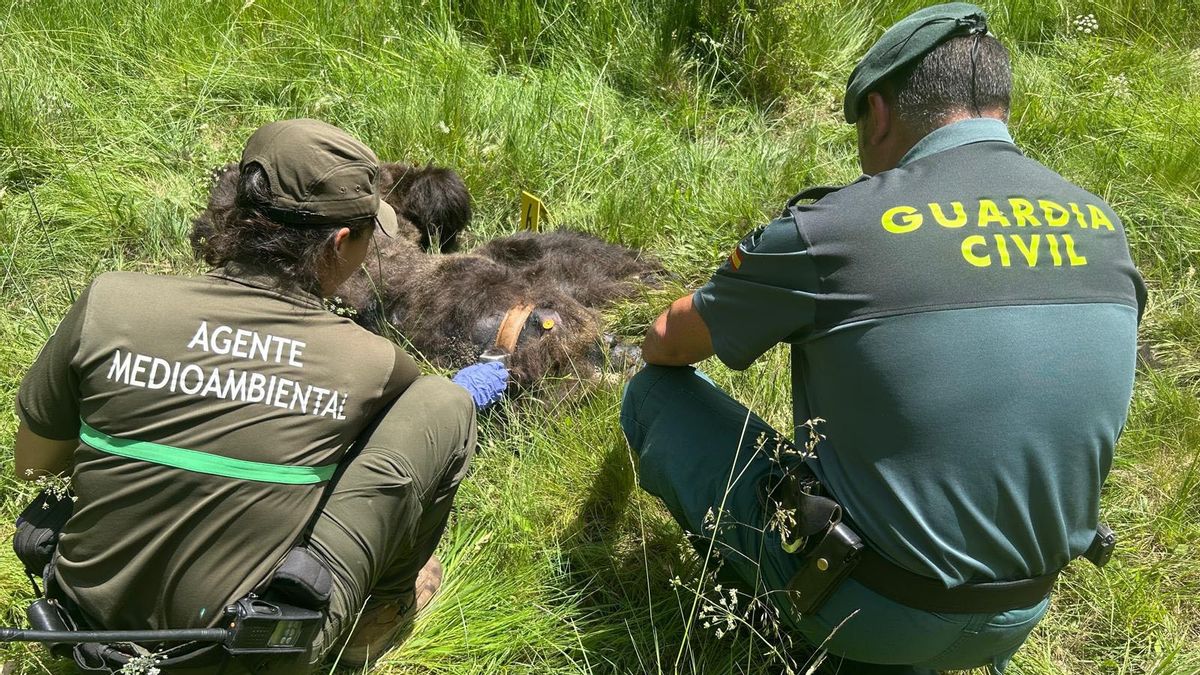 Localizan muerto un oso pardo que estaba radiomarcado desde el año pasado en la Montaña Palentina