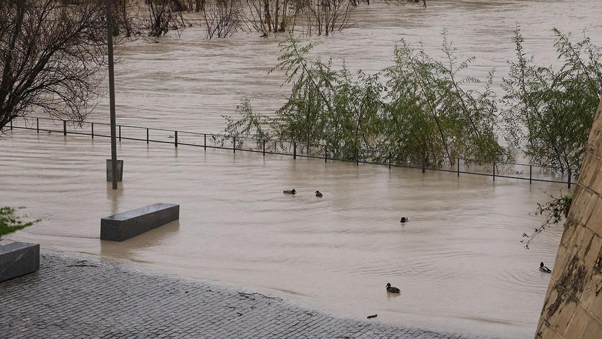 El río Guadalquivir ha superado el umbral naranja a su paso por Córdoba
